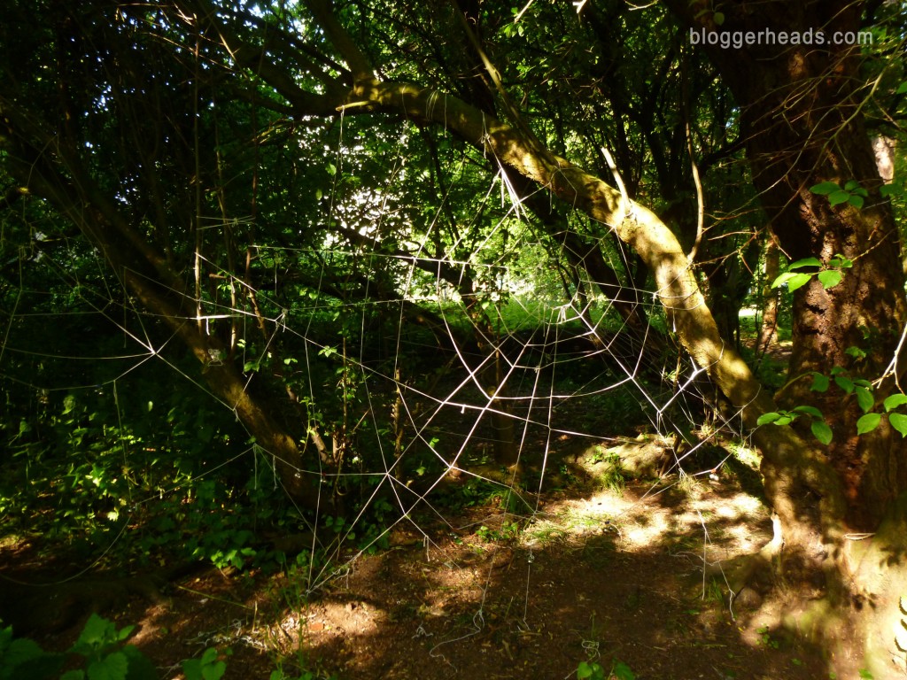Spider Web Obstacle 4